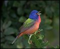 _7SB2749 painted bunting